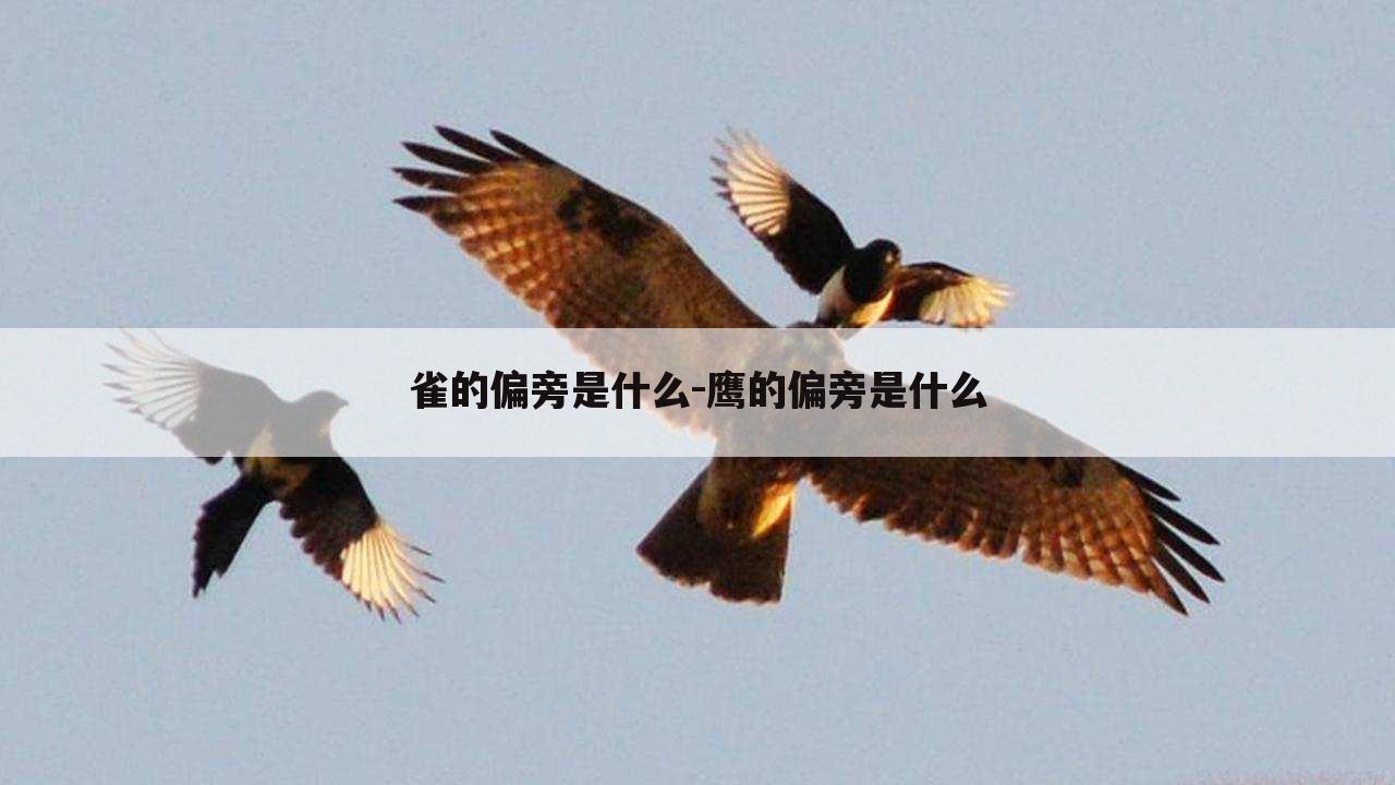 雀的偏旁是什么-鹰的偏旁是什么