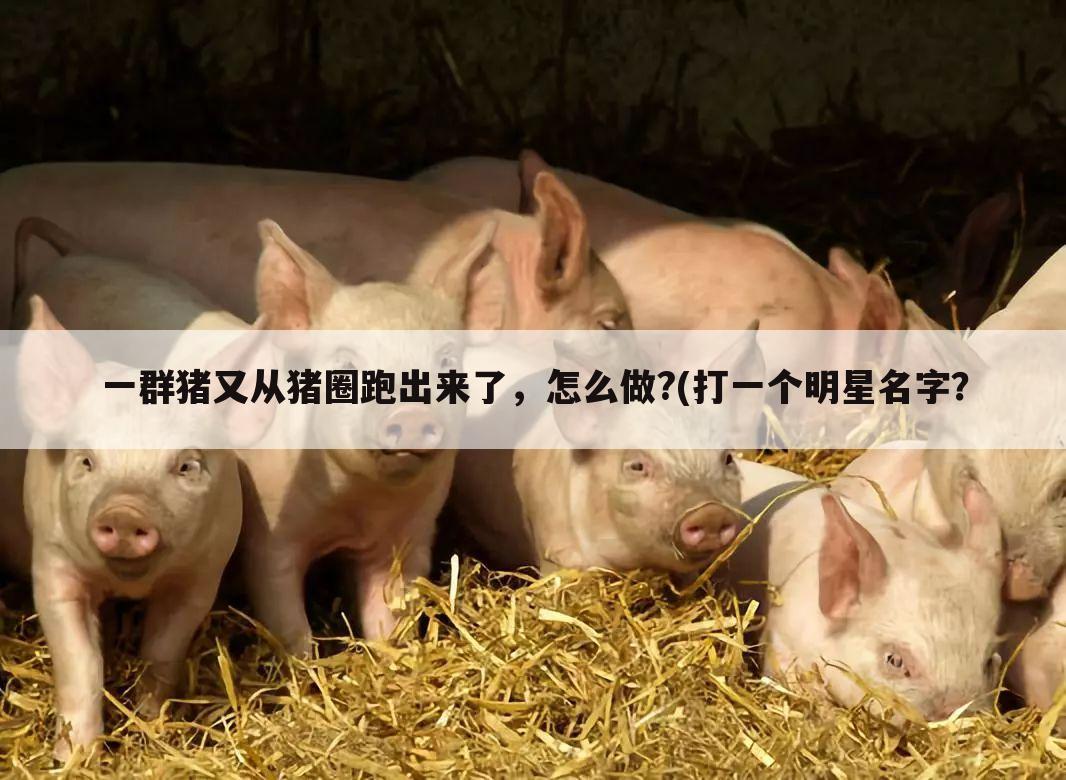 一群猪又从猪圈跑出来了，怎么做?(打一个明星名字？