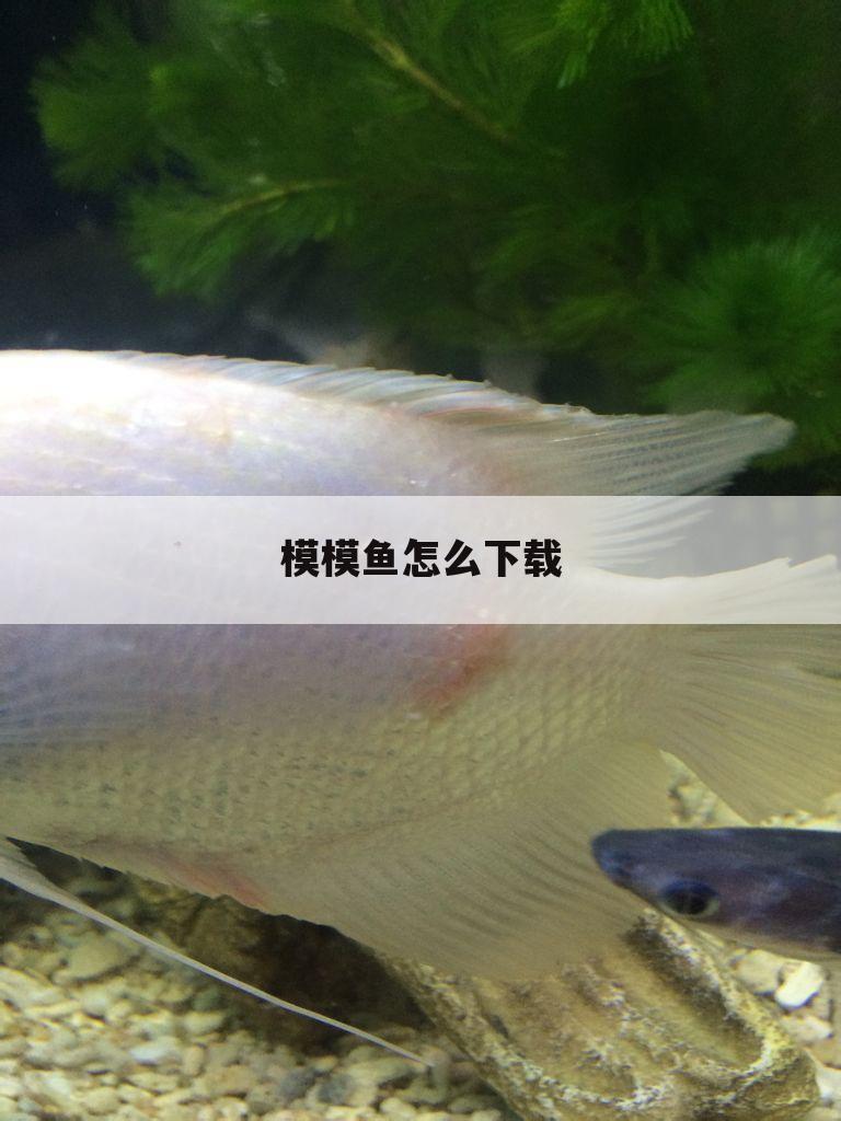 模模鱼怎么下载